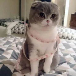 Adorable Opie Cat Brooch